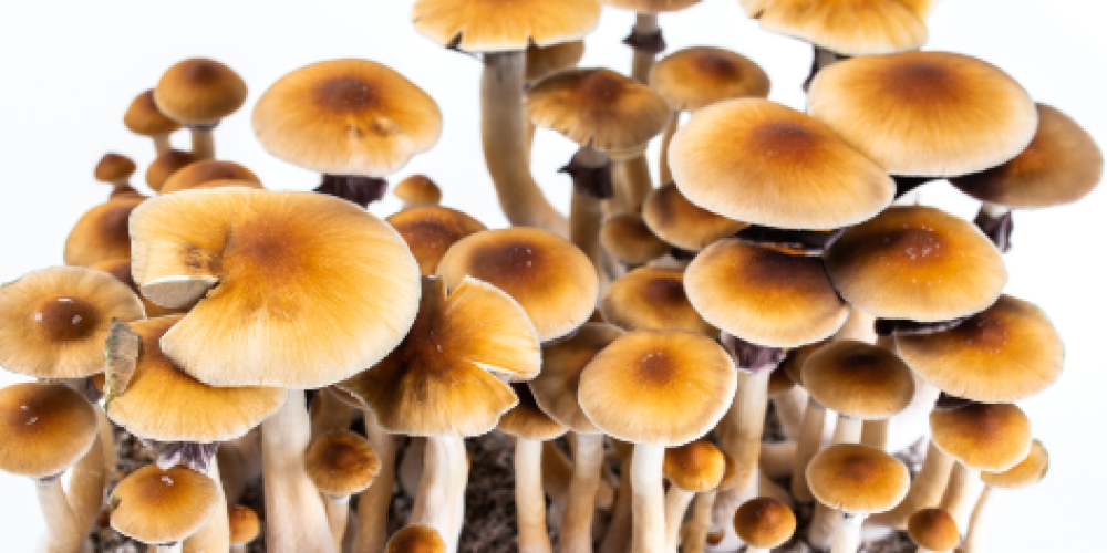 Psychedelic Art and Culture: Embracing Shrooms in DC