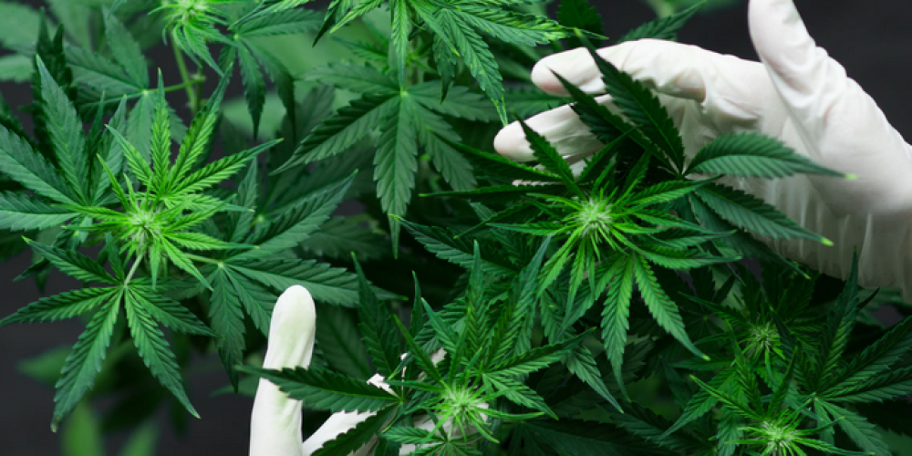 HHC Vape vs. Other Cannabinoids: A Detailed Comparison