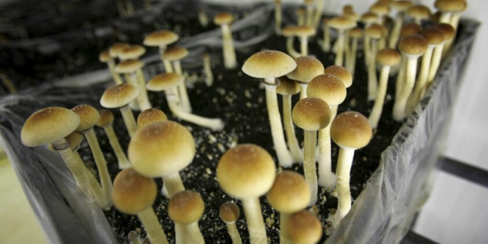 The Benefits of Mushrooms in DC