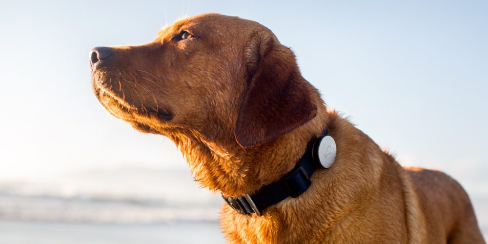 Uses of the best gps dog collar