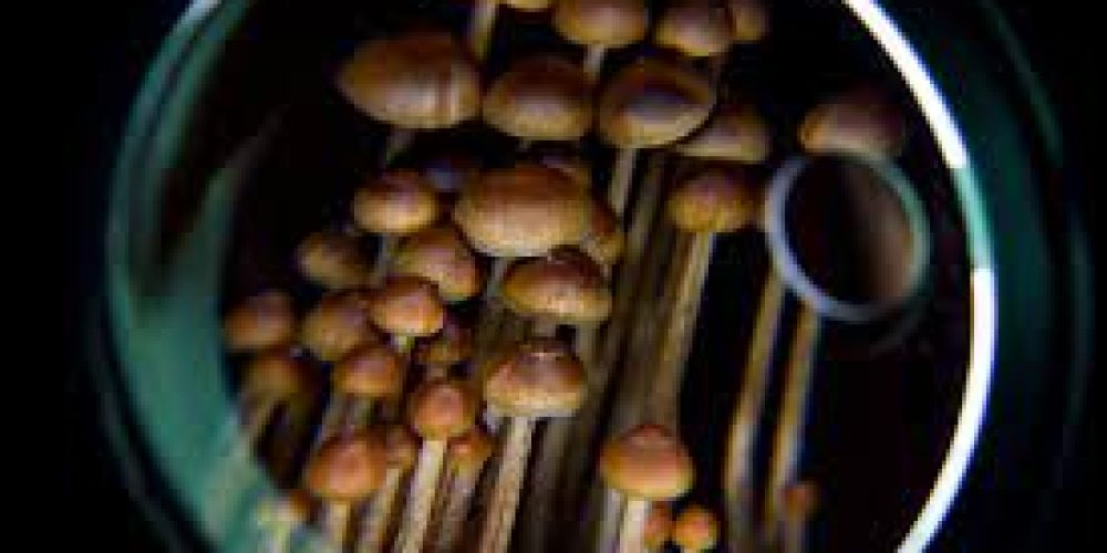 Analysis on miracle refreshing mushrooms and what it really shows